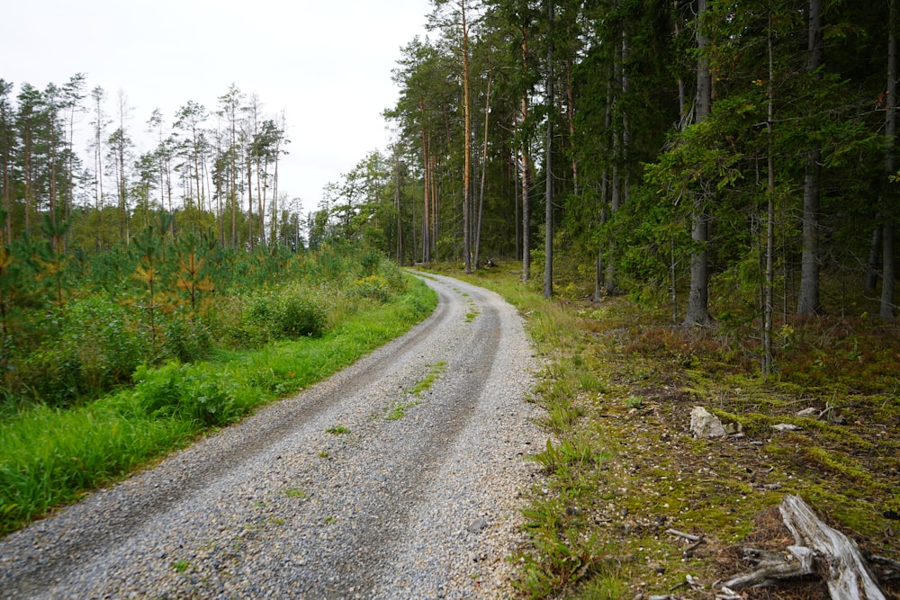 a gravel road in the middle of a forest
