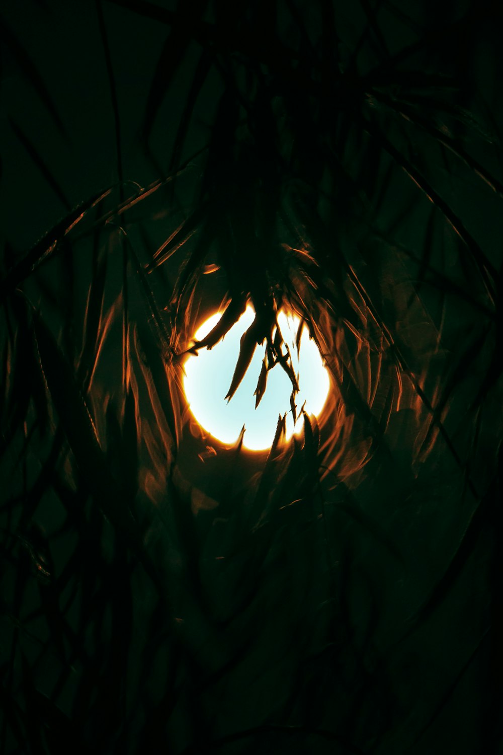 the sun shining through the branches of a tree