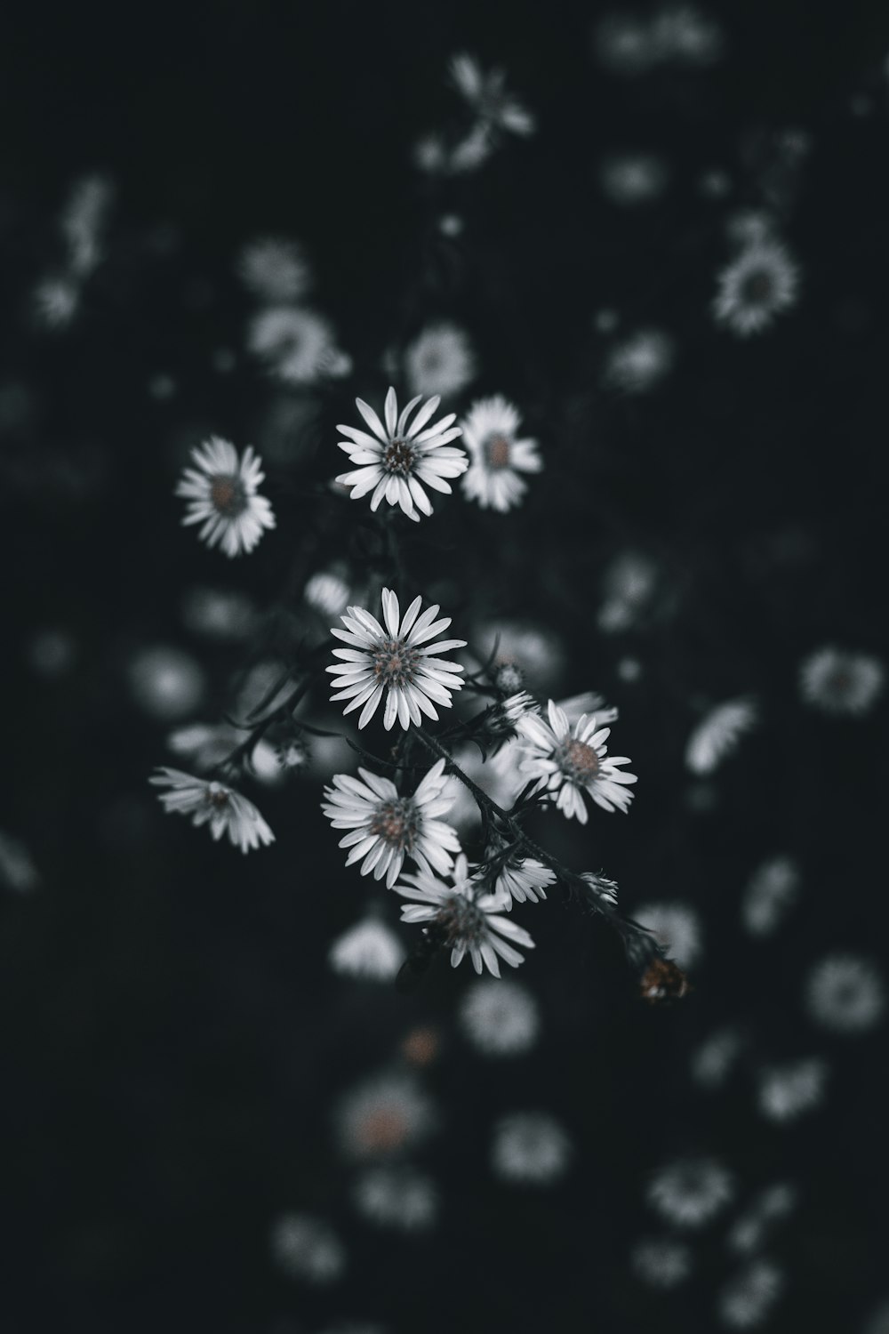 a bunch of white flowers floating on top of water