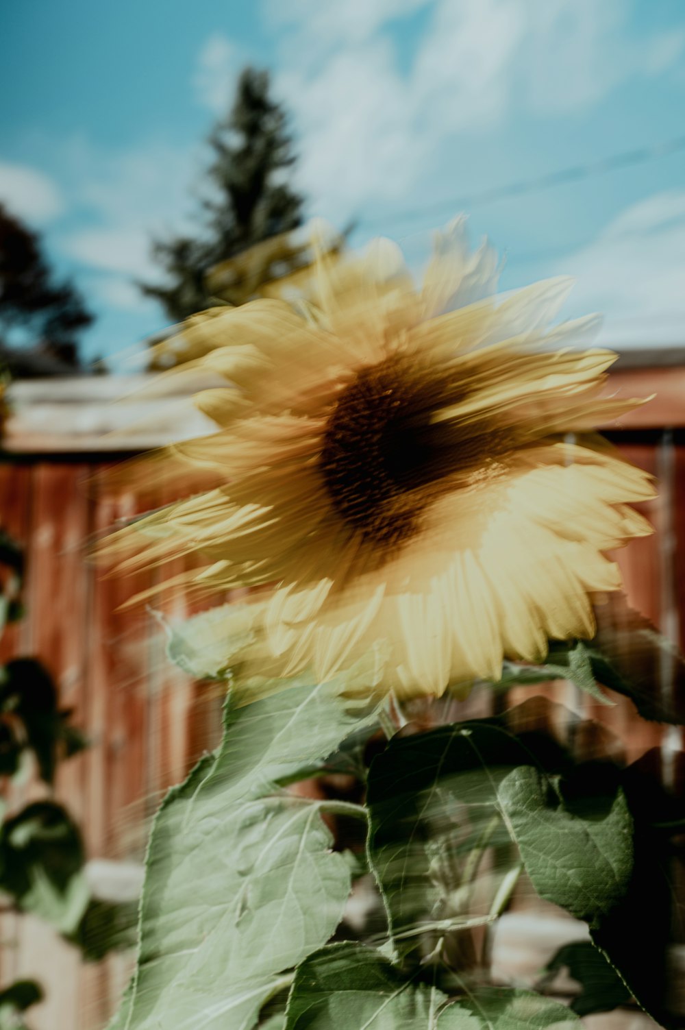 a large sunflower in front of a wooden fence