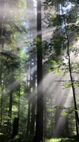 the sun shines through the trees in the forest