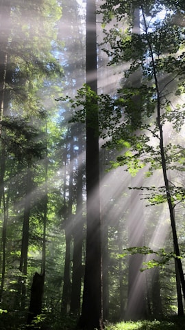 the sun shines through the trees in the forest