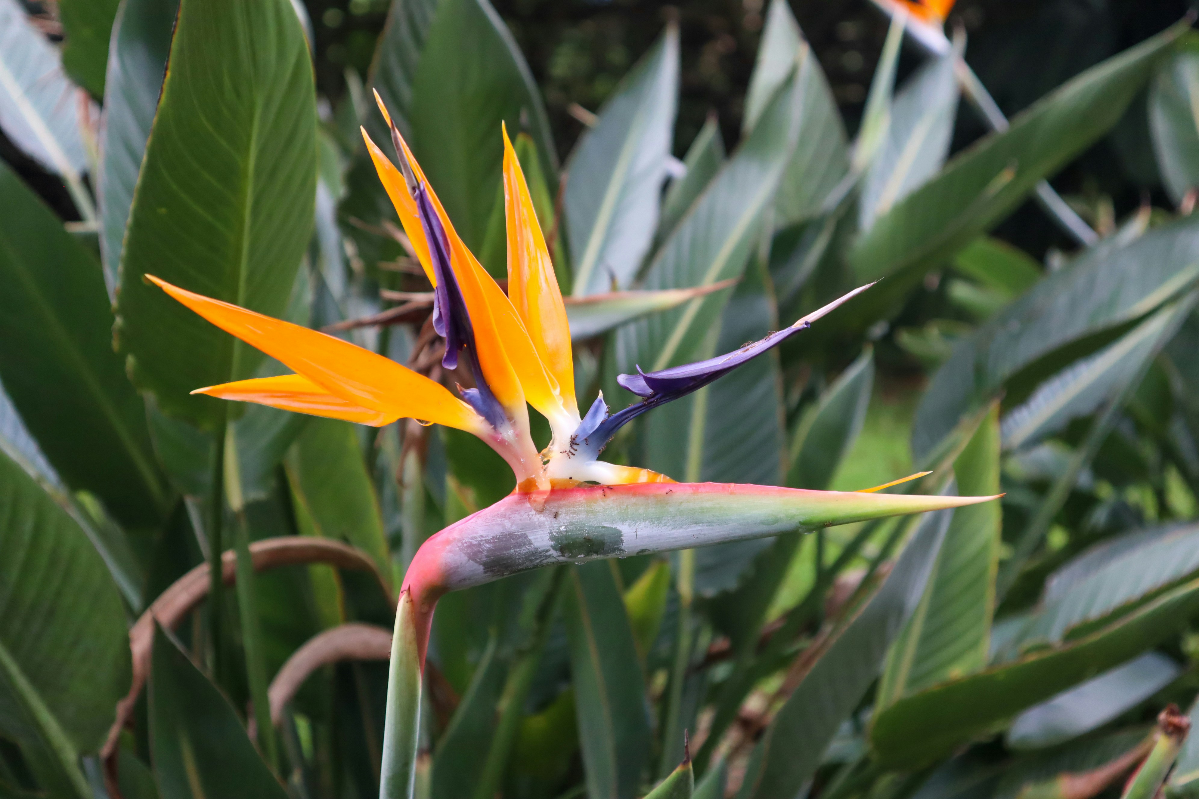 Photo by little_plant