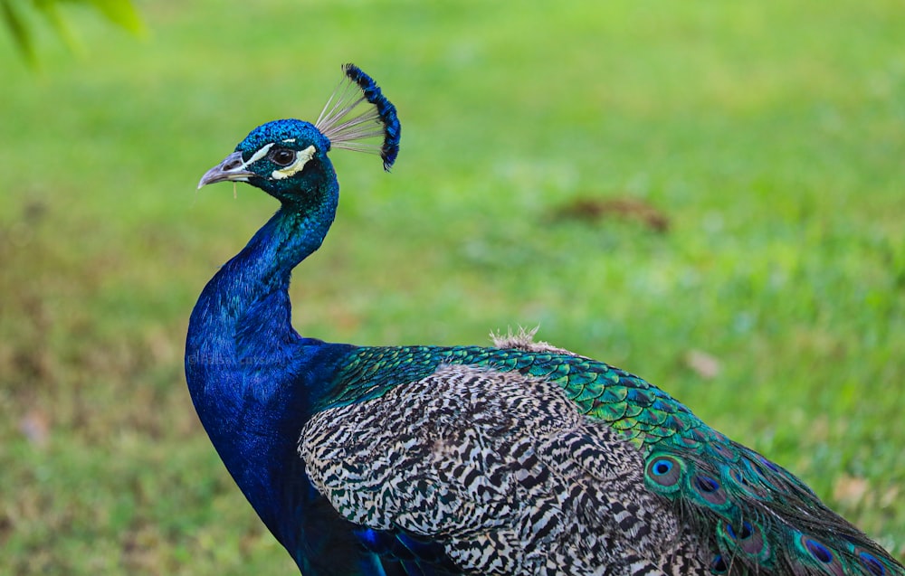 a peacock standing on top of a lush green field