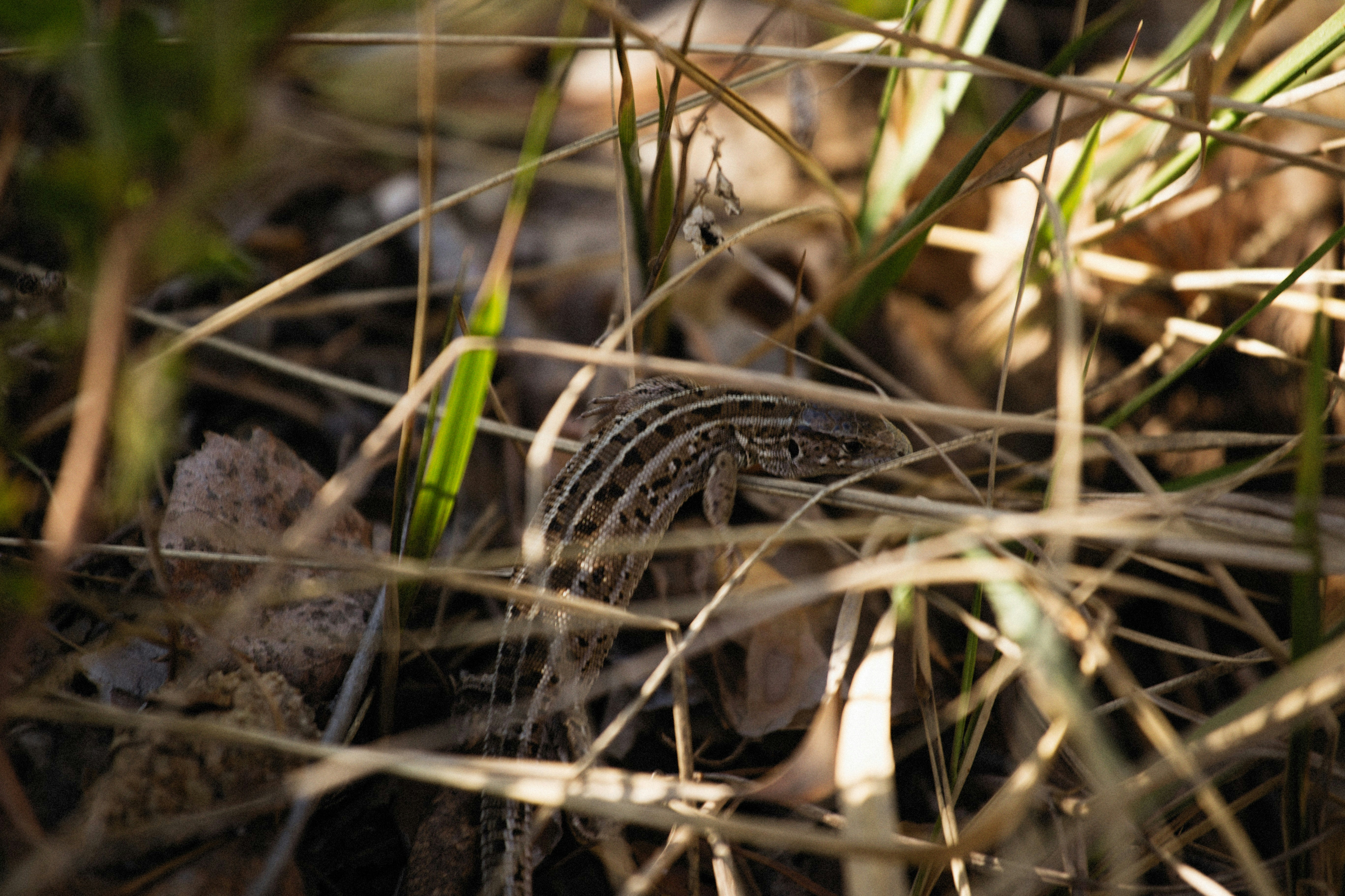 Photo by alexeydemidov