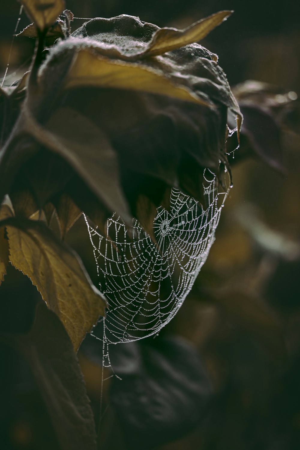 a close up of a spider web on a leaf