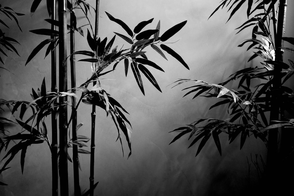 a black and white photo of a bamboo tree