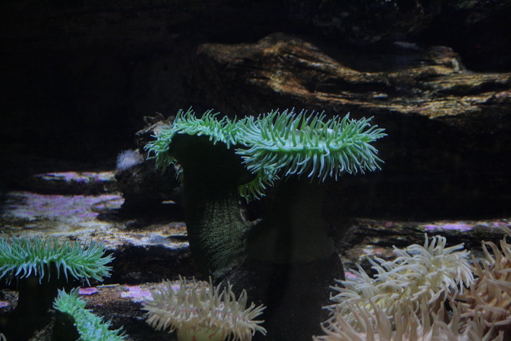 a group of sea anemonas in an aquarium