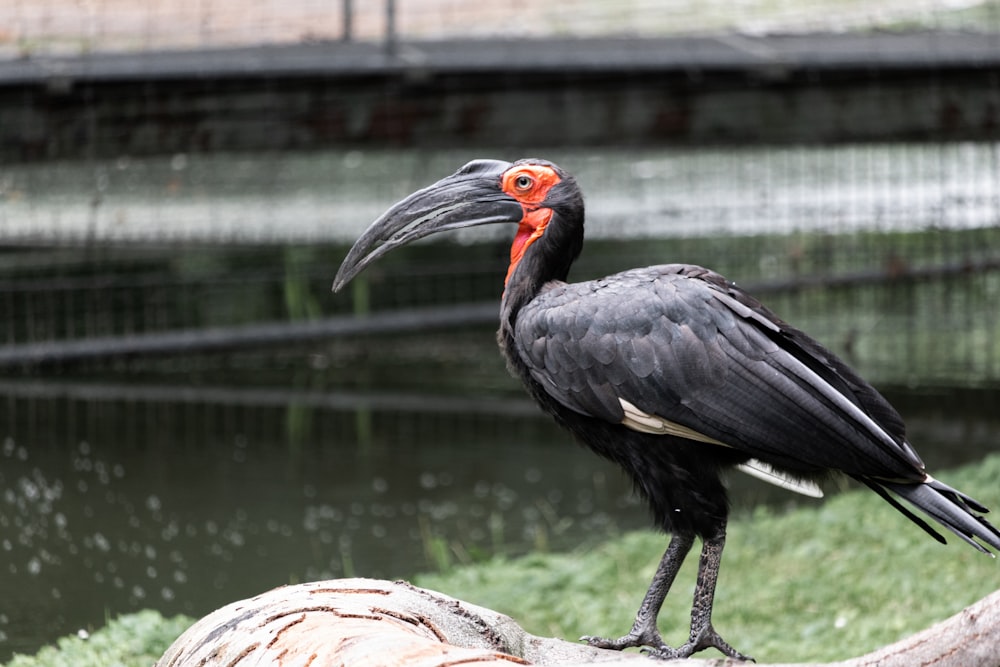 a large black bird with a red beak standing on a log