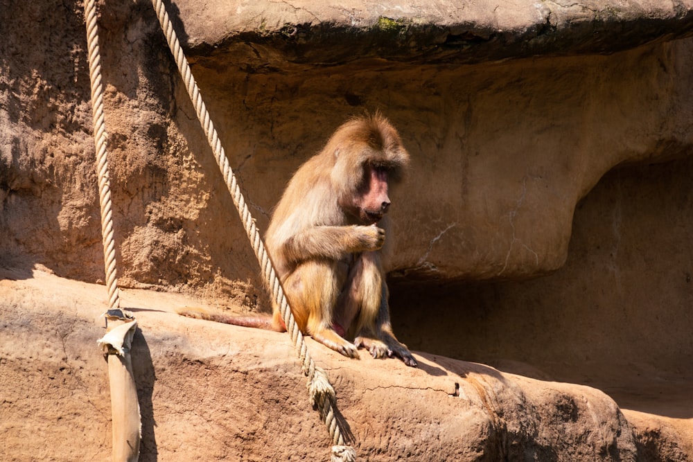 a monkey sitting on a rope in a zoo enclosure