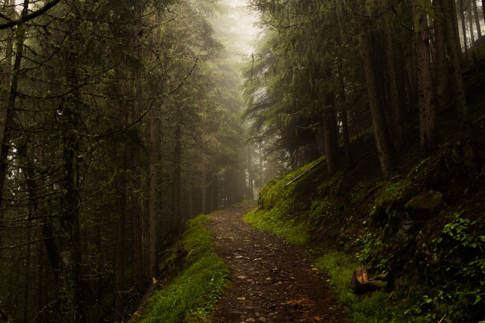 a path in the middle of a forest on a foggy day