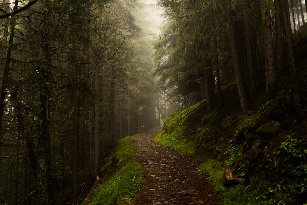 Un chemin au milieu d’une forêt par temps de brouillard
