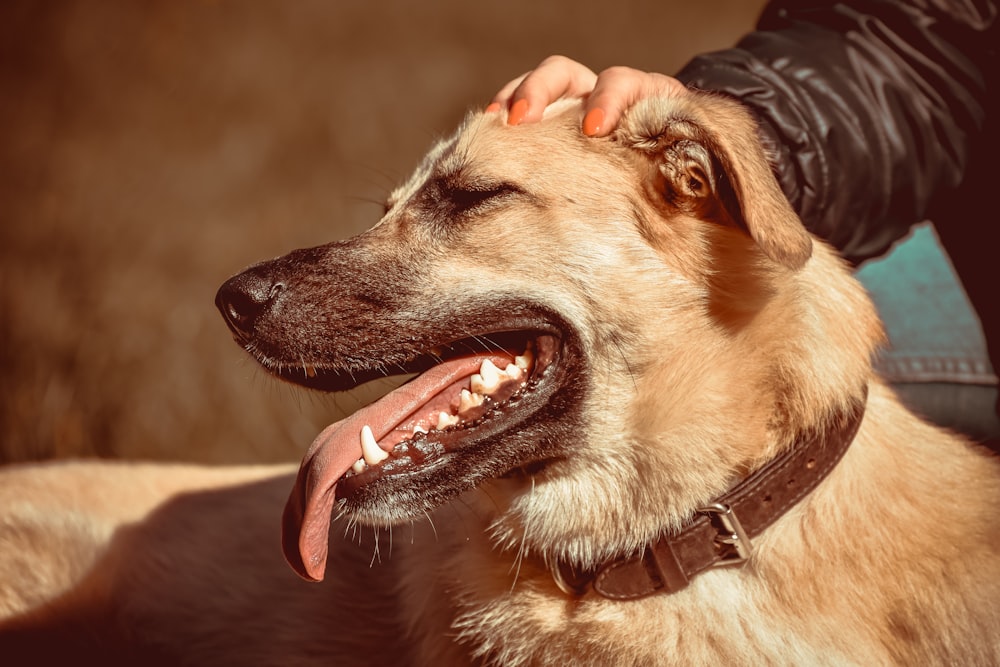 un primo piano di una persona che accarezza un cane