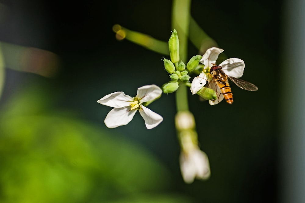 a close up of a flower with a bee on it