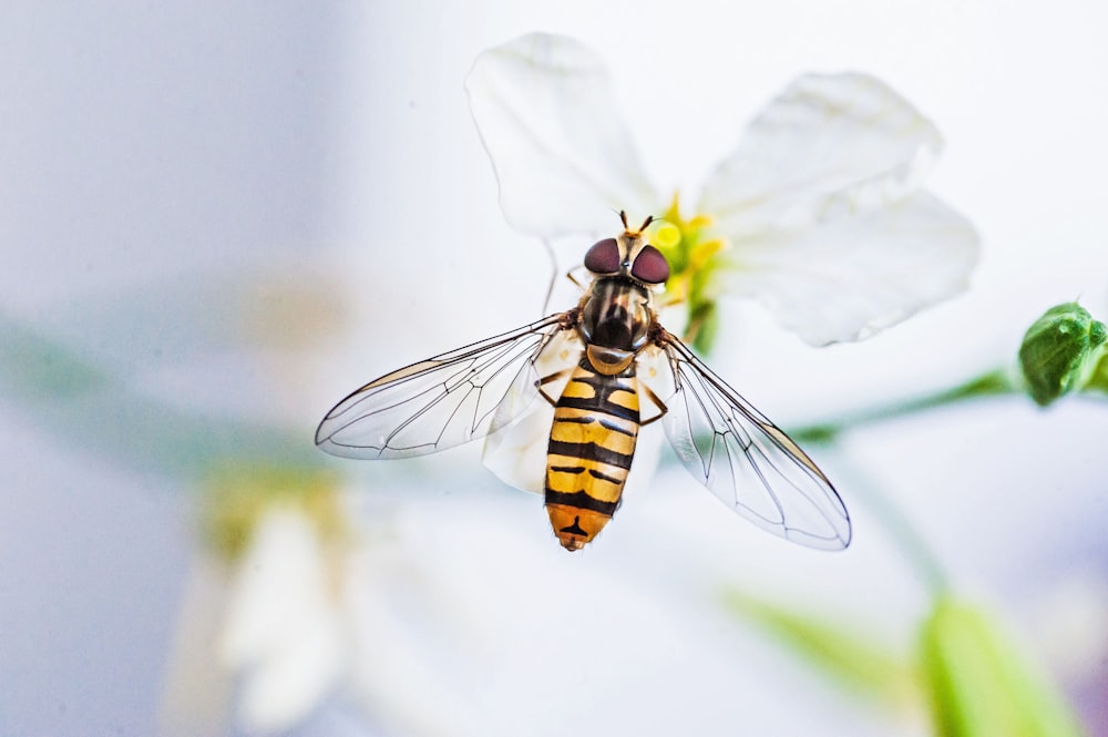 a close up of a fly on a flower