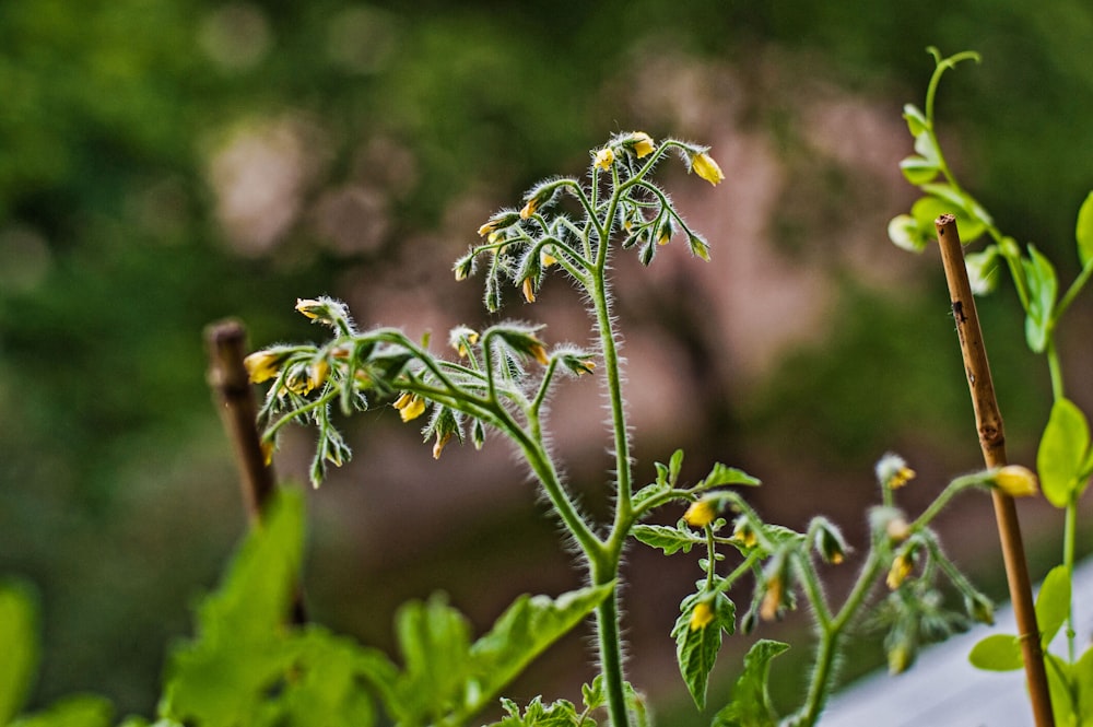 a close up of a plant with yellow flowers