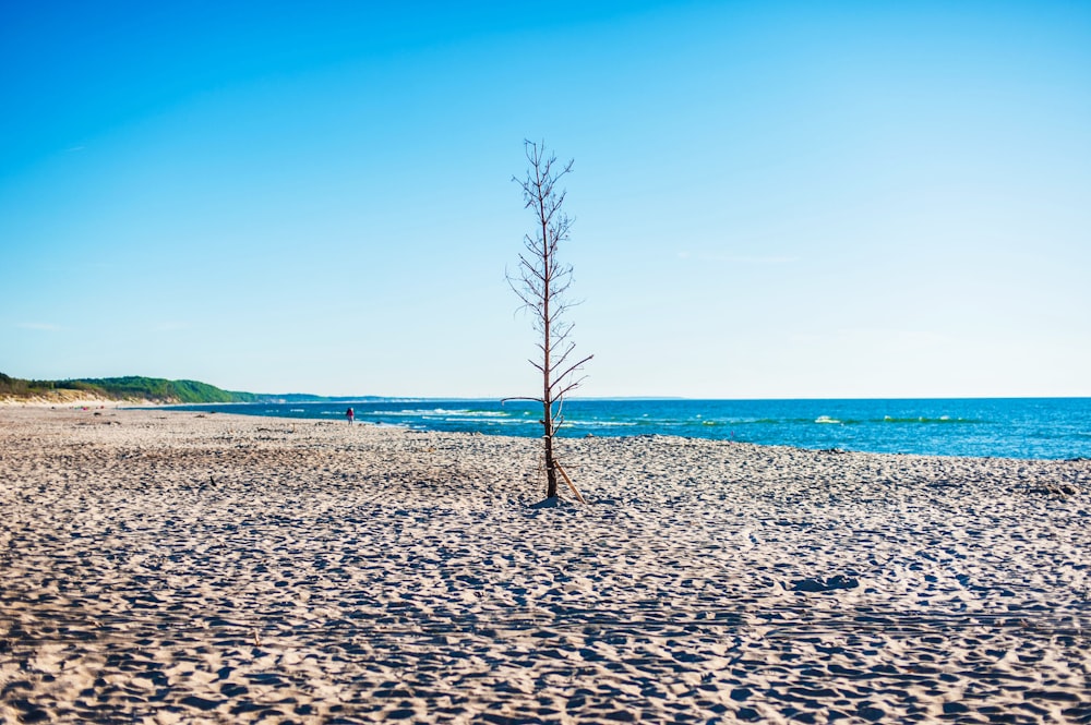 a lone tree on a sandy beach near the ocean