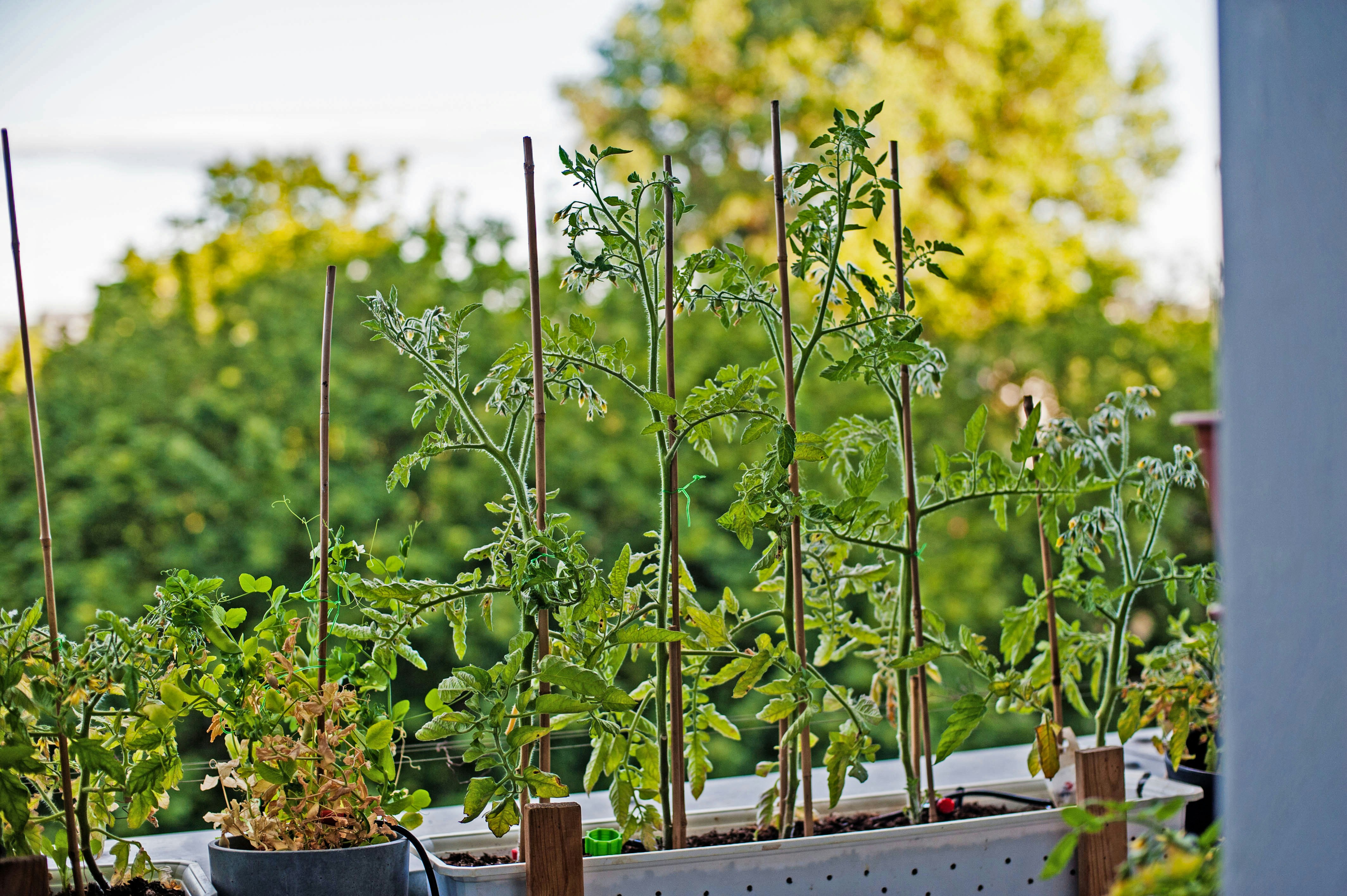 Container gardening for small spaces: Companion planting tomatoes and basil