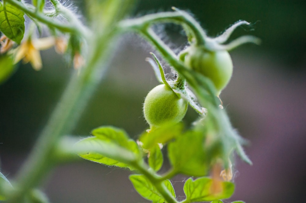 a close up of a plant with green leaves