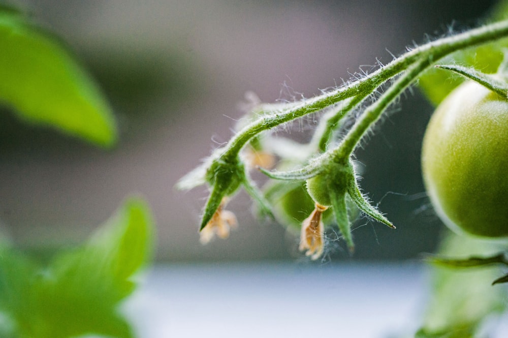 a close up of a green tomato plant