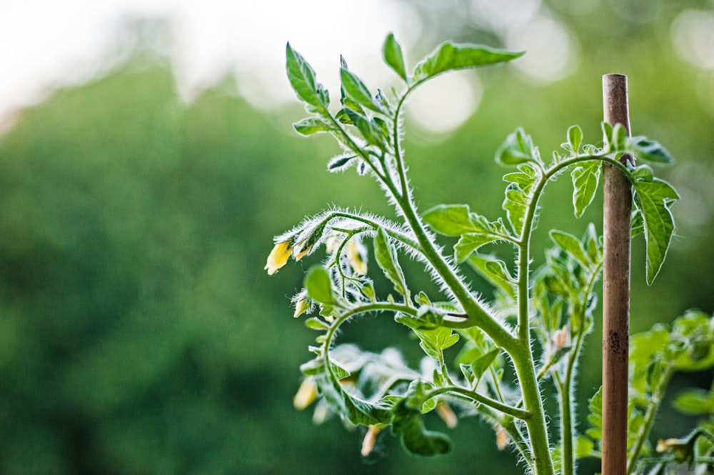 a close up of a plant with a lot of leaves