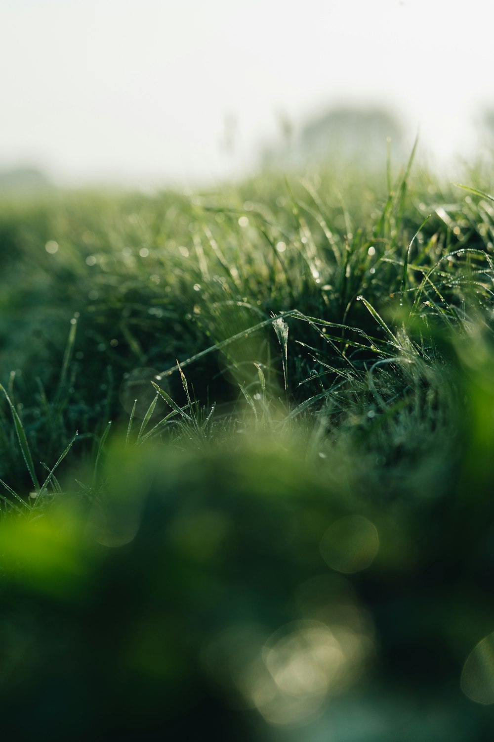 Una foto sfocata di erba in un campo