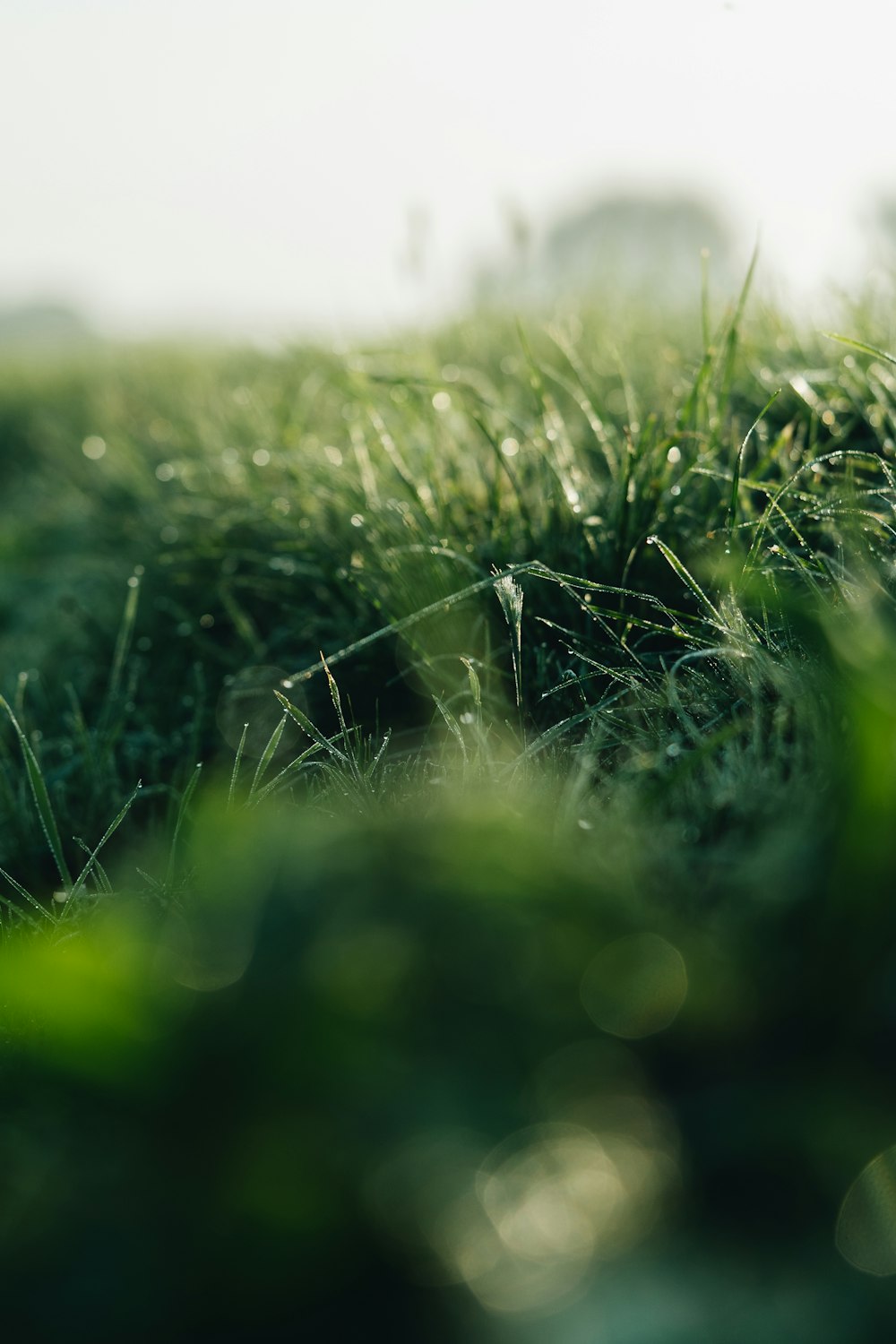 a blurry photo of grass in a field