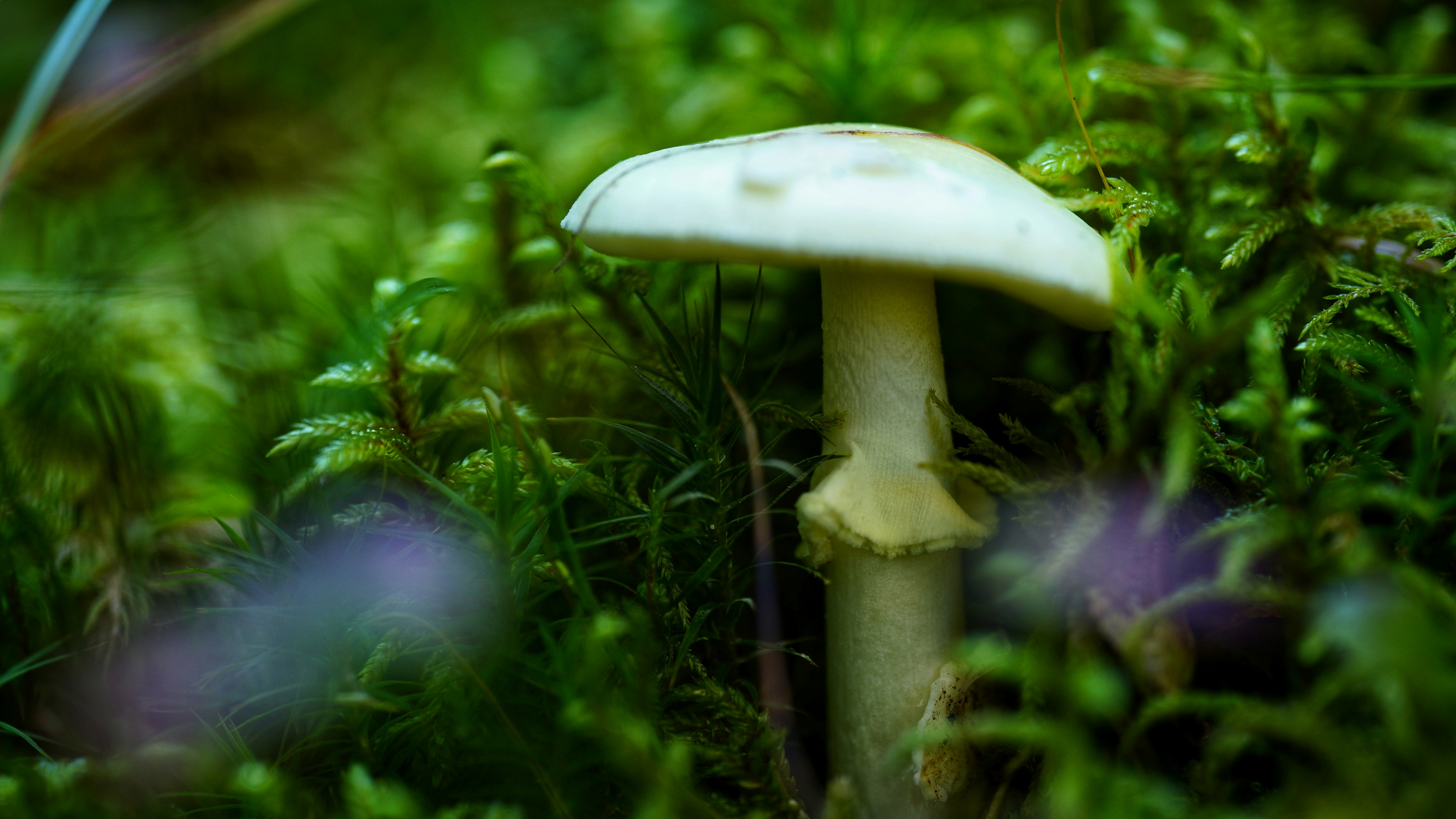 Photo by kohleggermichael