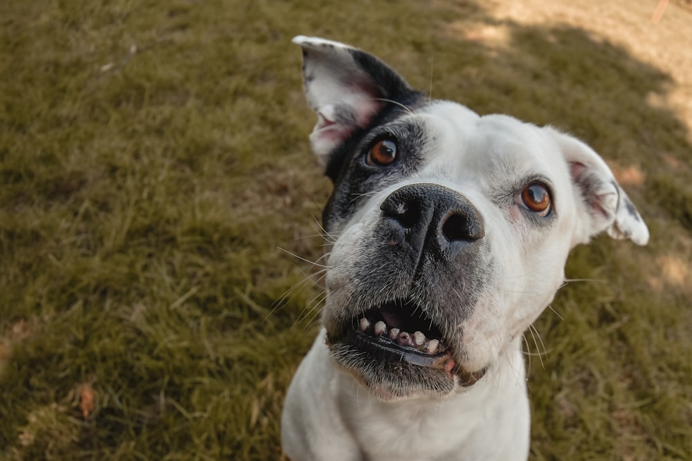 a close up of a dog looking up at the camera