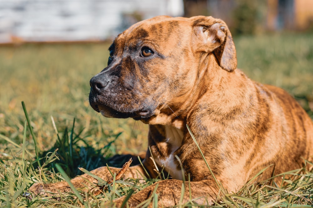 a large brown dog laying in the grass