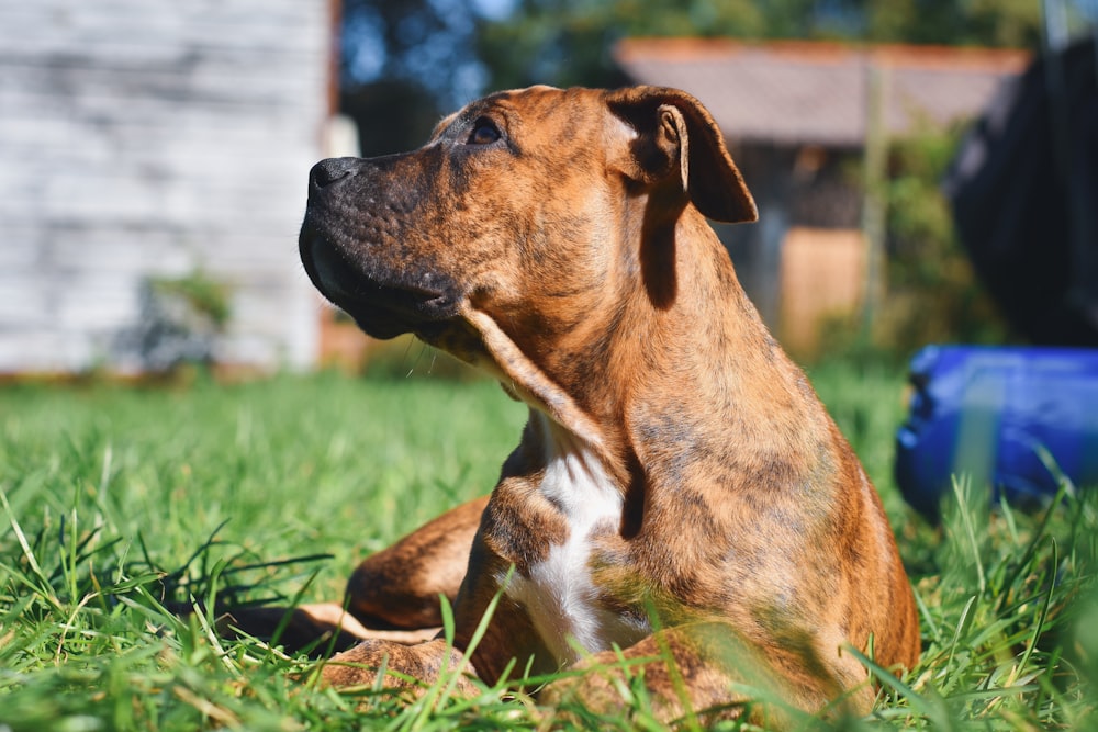 a brown and white dog sitting on top of a lush green field