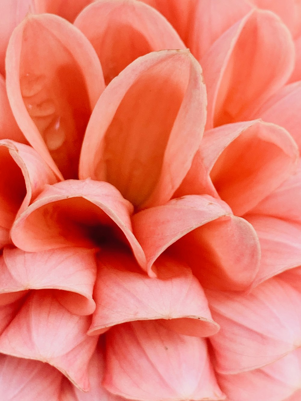 a close up of a pink flower with water droplets