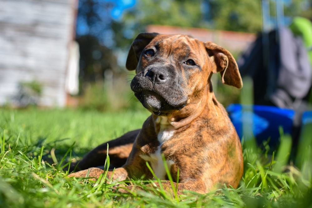 a brown dog laying on top of a lush green field