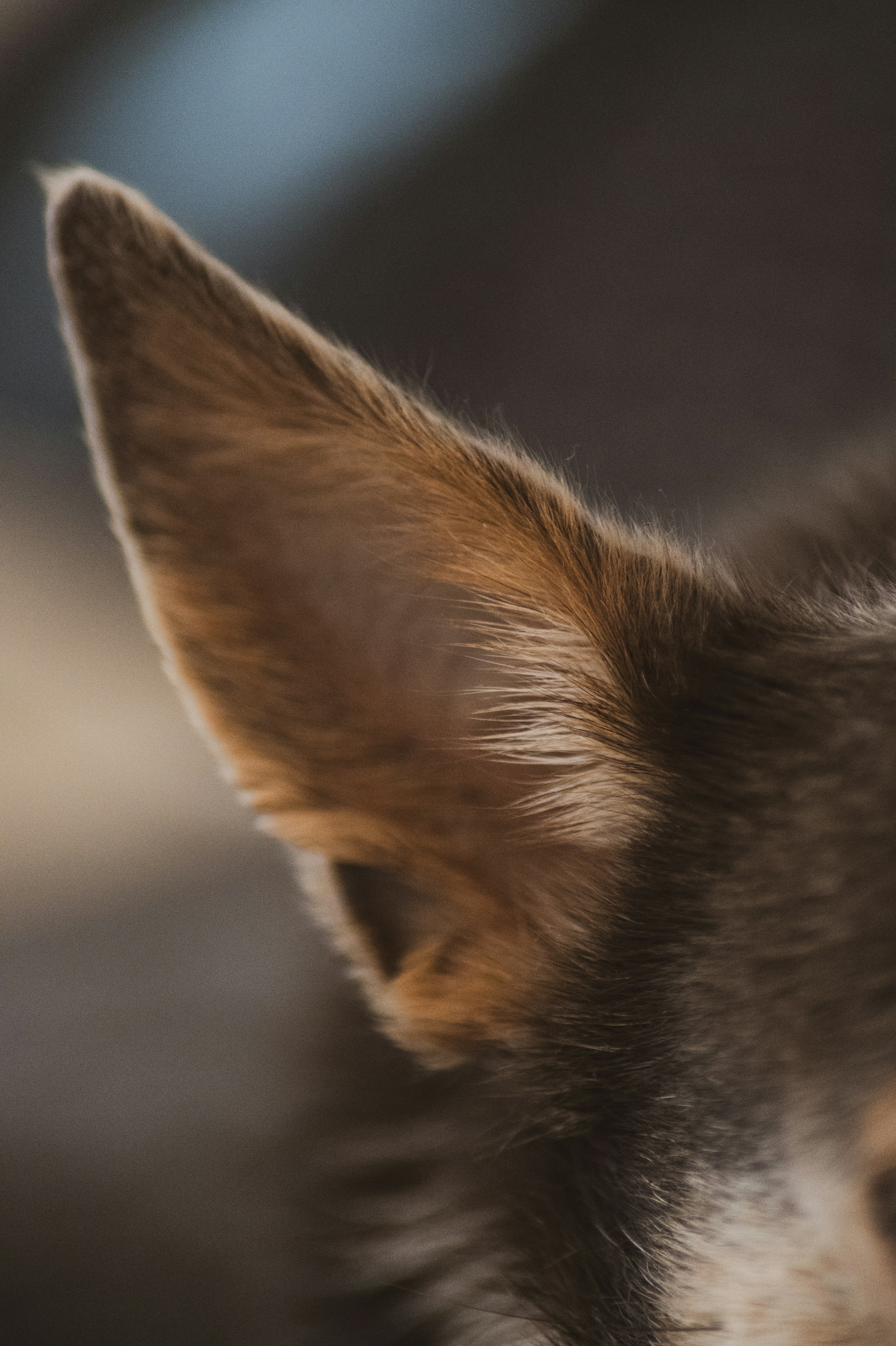 Expressive Tails and Big Ears (image credits: unsplash)