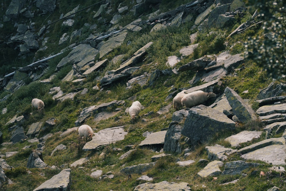 a herd of sheep grazing on a rocky hillside