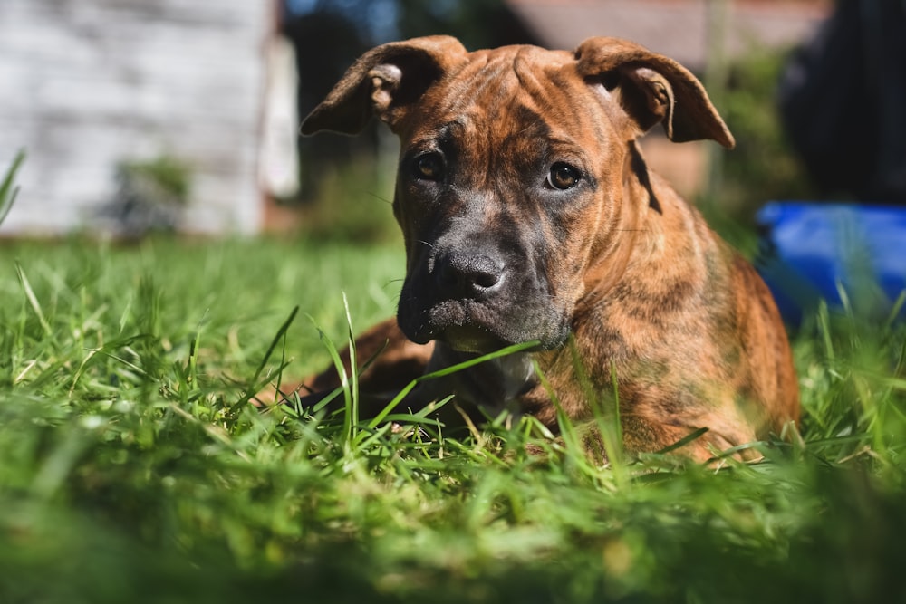 a close up of a dog