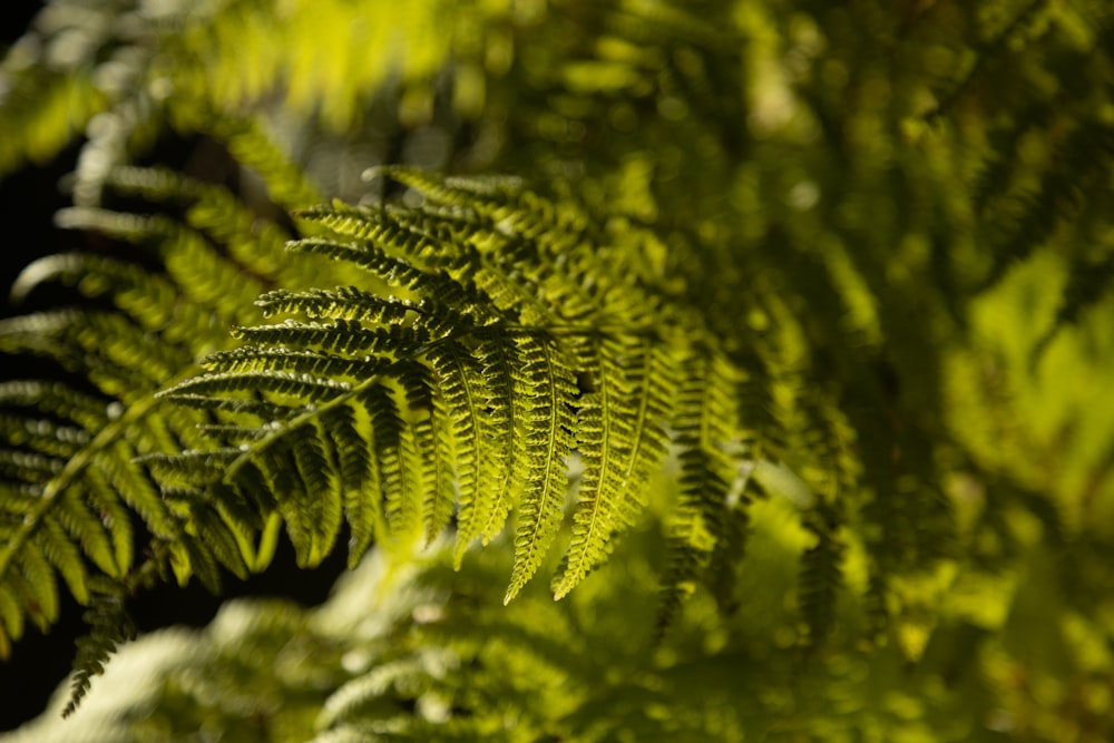 a close up of a plant