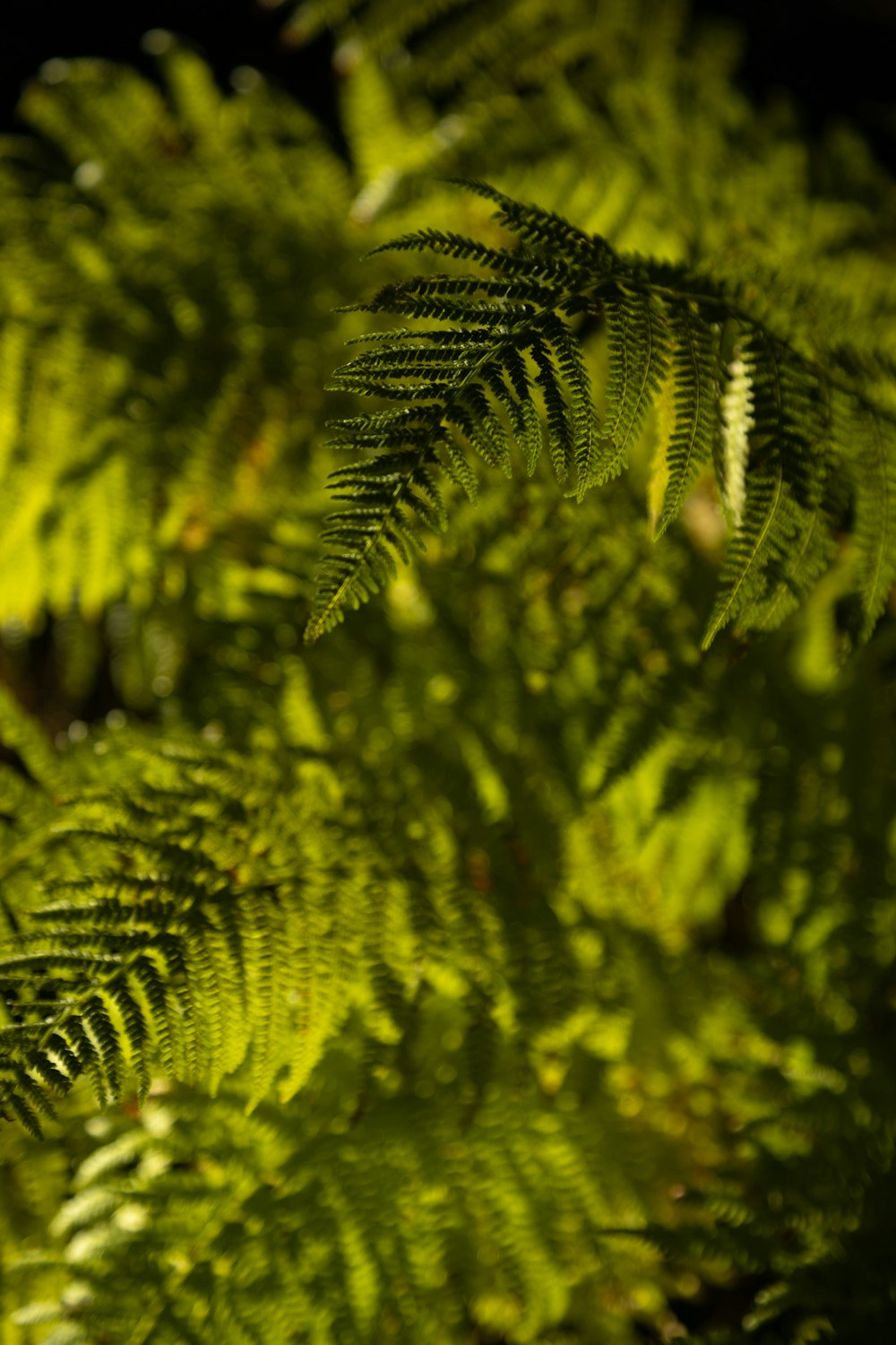 a close up of a green leaf