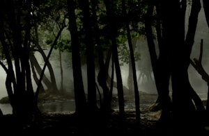 Emerald Forest Wallpaper