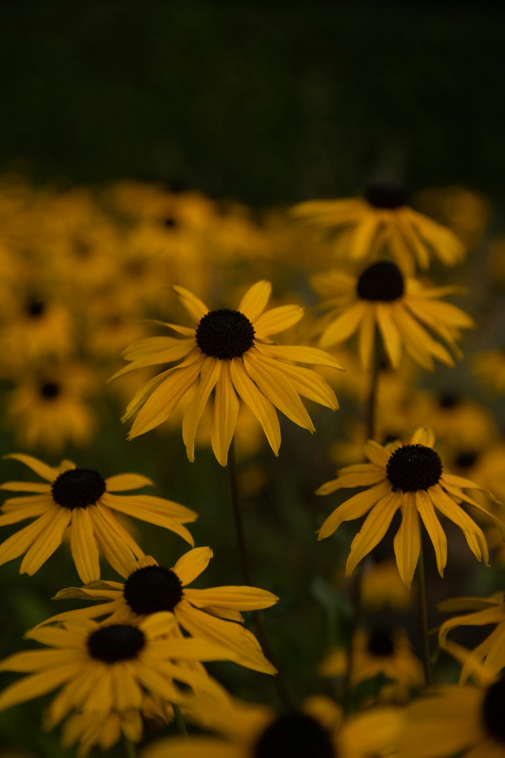 a close up of a flower