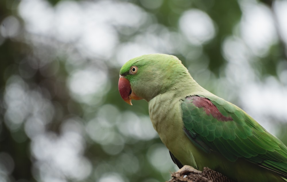 a small bird perched on top of a parrot