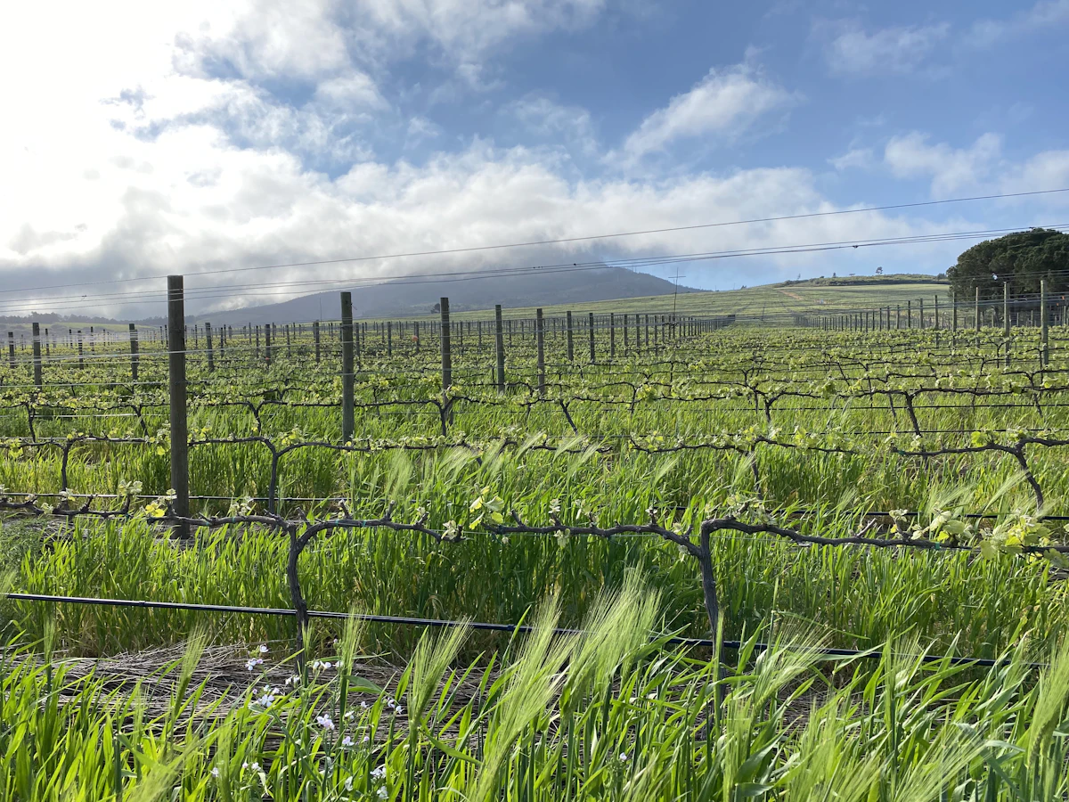 Rows of young vines in Somerset West, with a mountain under cloud behind