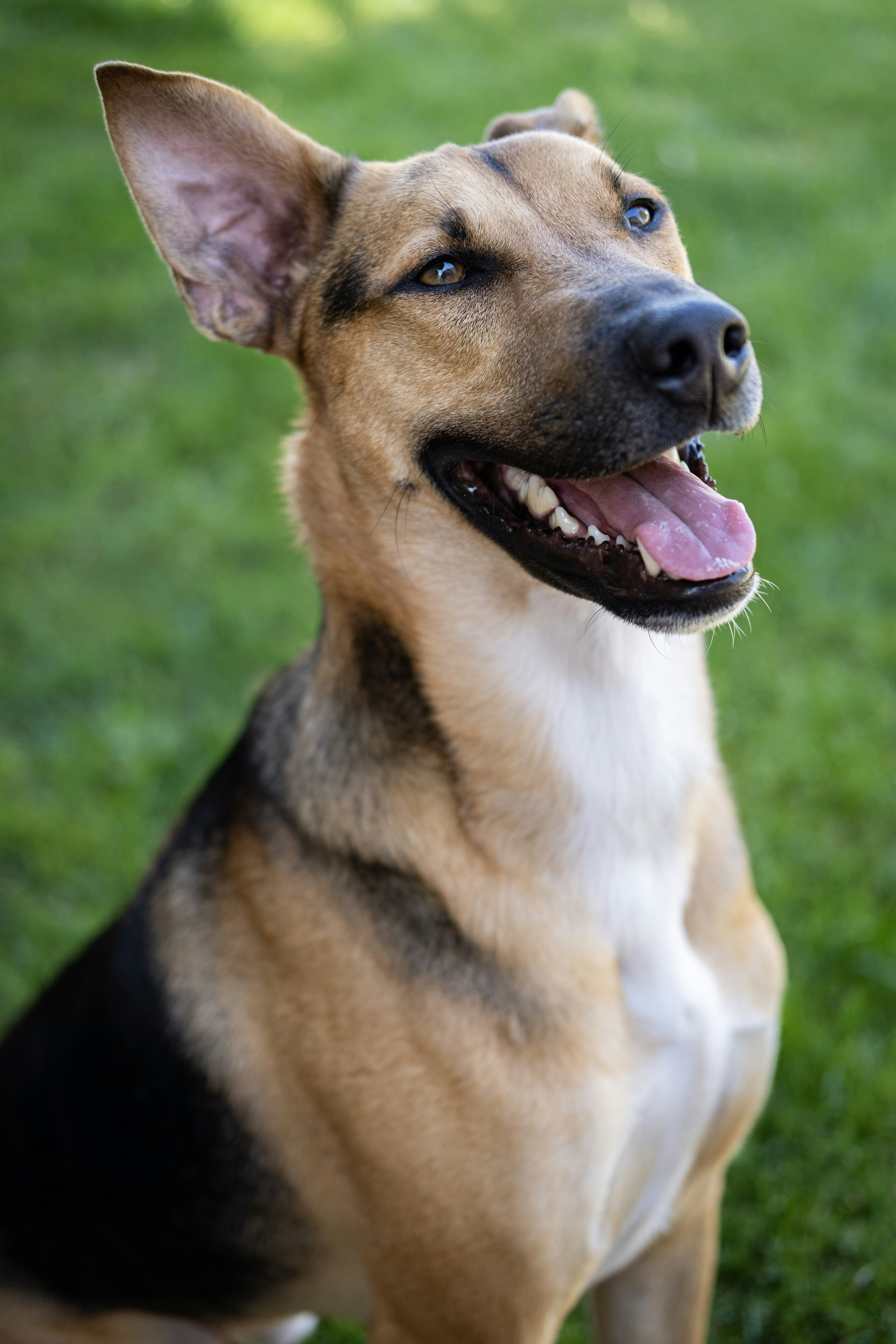 do male dogs have nipples