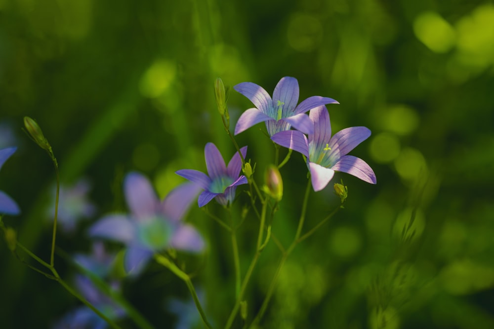 a group of purple flowers sitting on top of a lush green field