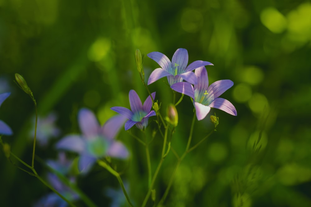 緑豊かな野原の上に座る紫色の花のグループ
