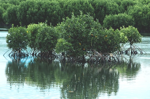 A cluster of mangrove trees with dense green foliage stands in still water, with exposed roots visible. The water reflects the image of the trees, creating a serene landscape. The background is filled with more mangrove vegetation, indicating a lush environment.