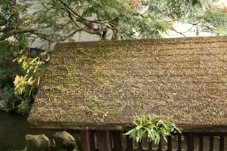 A rustic wooden roof is covered with moss and scattered small leaves. Overhanging branches with dense green foliage frame the scene, suggesting the roof is part of a structure in a lush, natural setting.