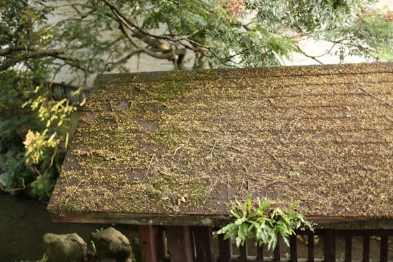 A rustic wooden roof is covered with moss and scattered small leaves. Overhanging branches with dense green foliage frame the scene, suggesting the roof is part of a structure in a lush, natural setting.