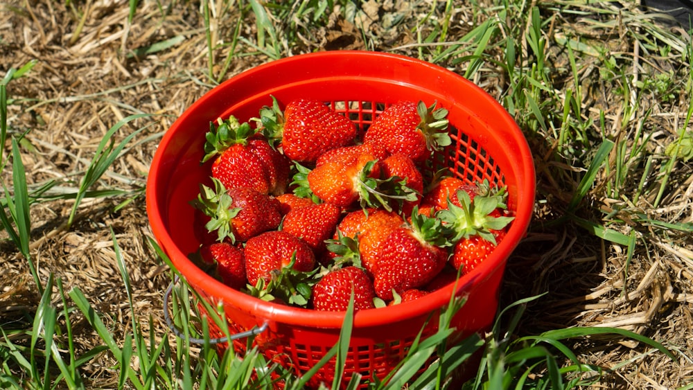 a basket of strawberries sitting in the grass