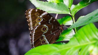 a brown butterfly sitting on top of a green leaf